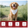 ChatGPT Image Feb 21, 2026, 04_30_41 PM Personalized Dog Bandana – Custom Pet Name & Photo Sublimation Scarf